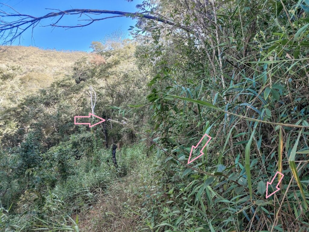 Erva-de-são-simão na borda de floresta.
