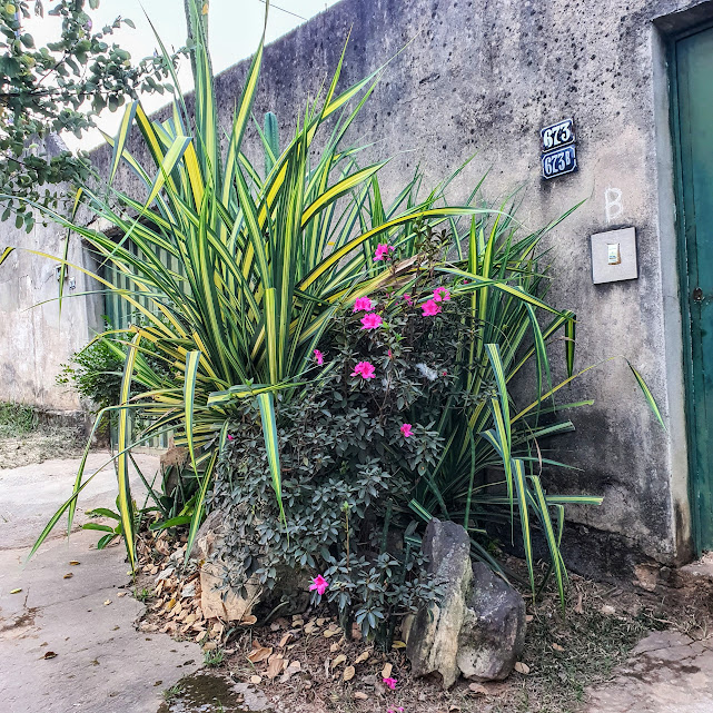 Fórmio variegado