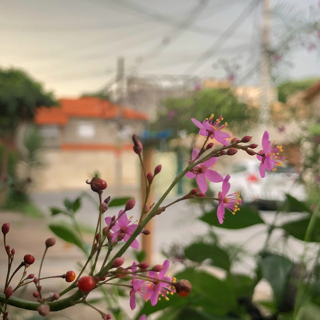 Esqueletinho de jardim (Ipomoea quamoclit)
