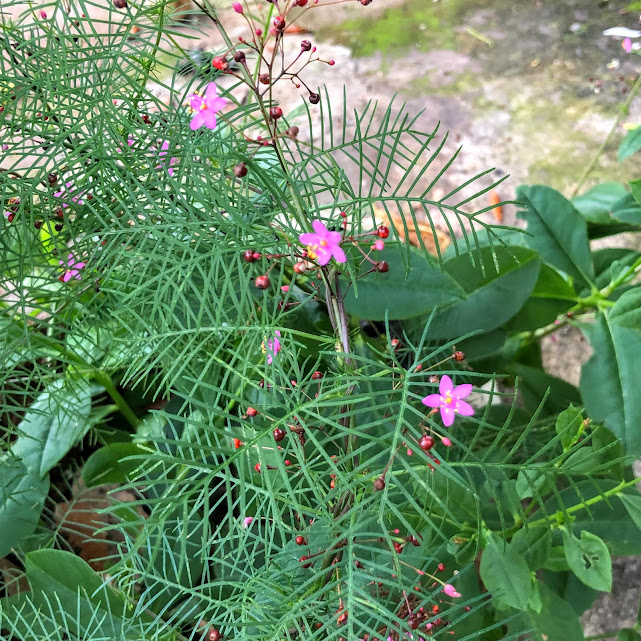 Esqueletinho de jardim (Ipomoea quamoclit)
