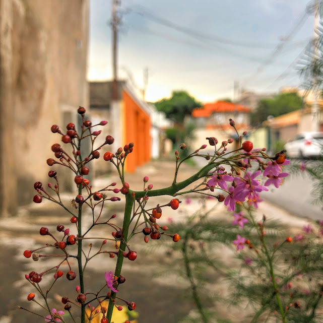 Esqueletinho de jardim (Ipomoea quamoclit)