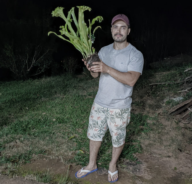 Reenvase de trepadeira-ninho-de-passarinho.