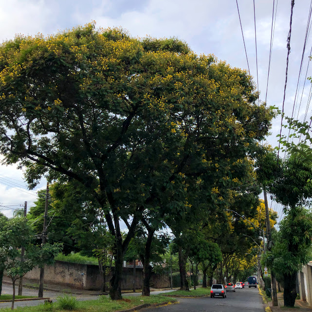 Sequência de canafístulas.
