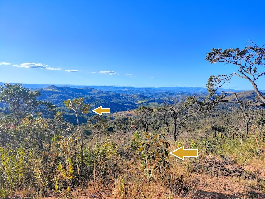 Mandioqueiro-do-cerrado.