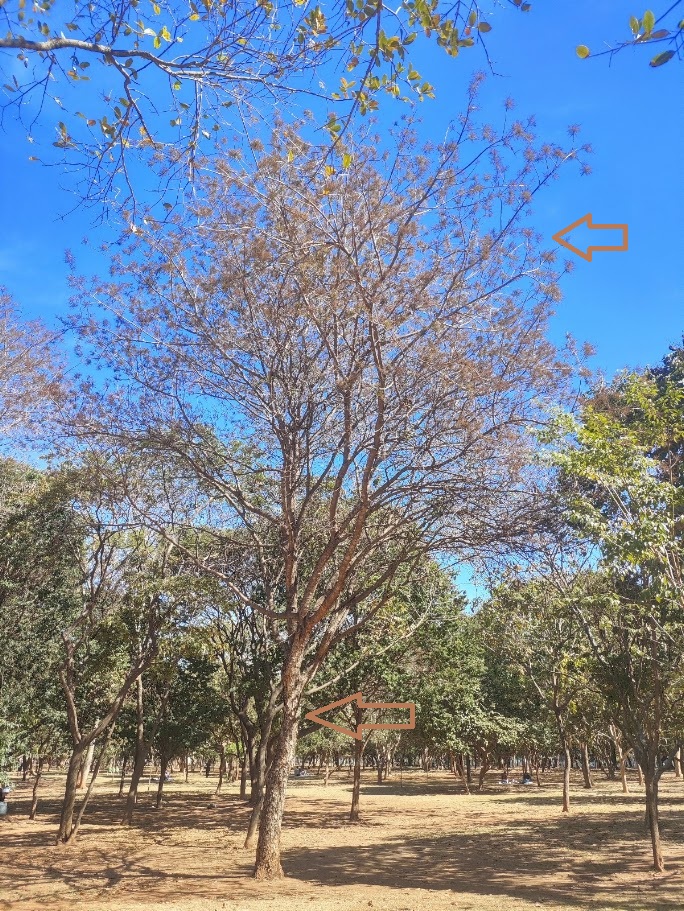 Aroeira-do-sertão.