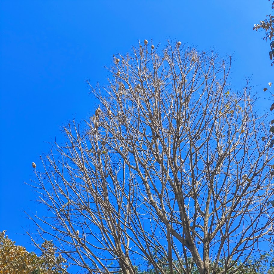 Mogno (Swietenia macrophylla)