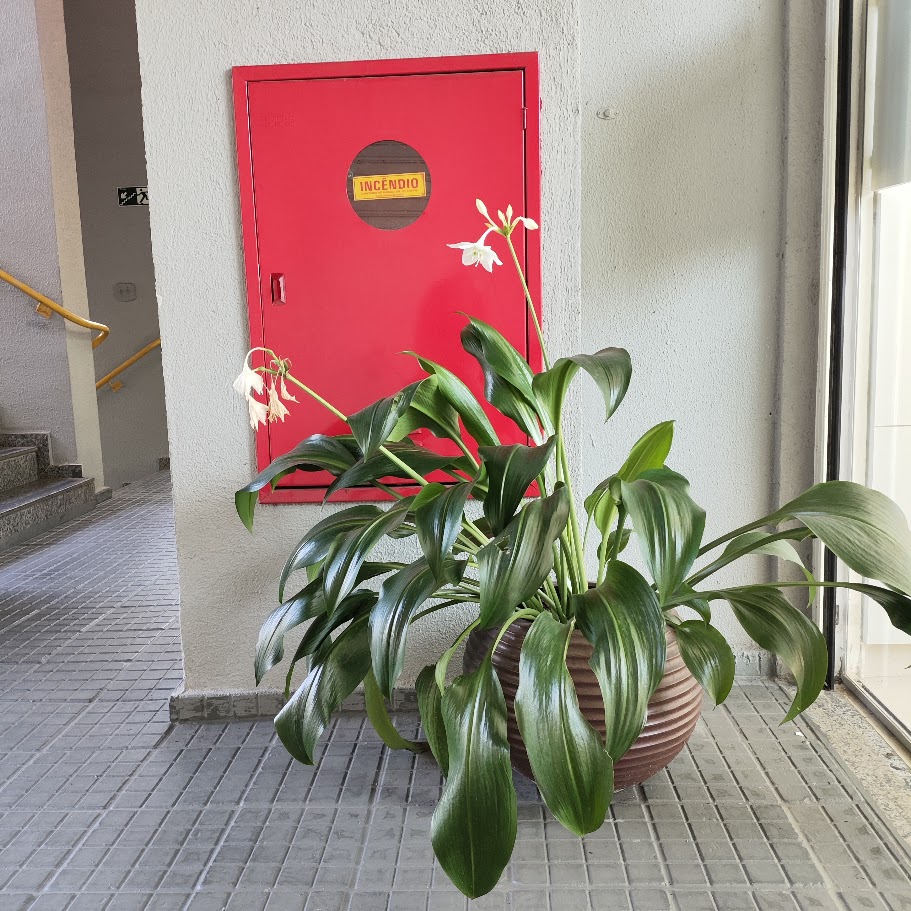 Vaso de estrela-da-anunciação.