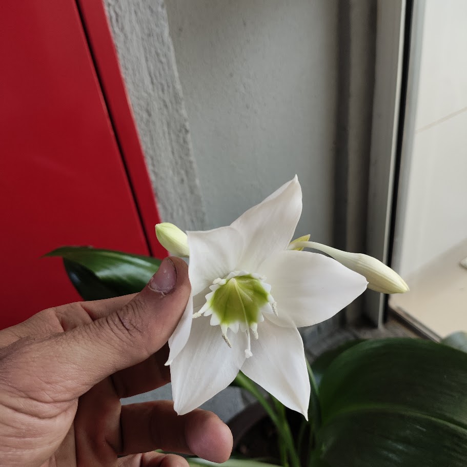 Flor da estrela-da-anunciação.