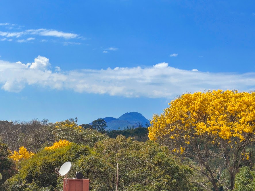 Flores do ipê-amarelo-da-mata.