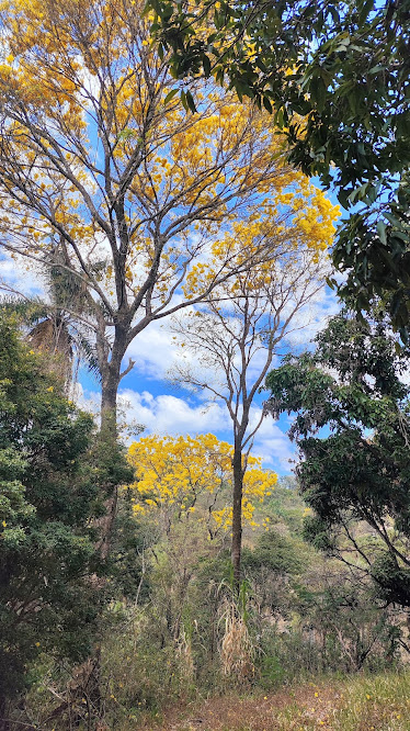 Ipês-amarelos-da-mata floridos.