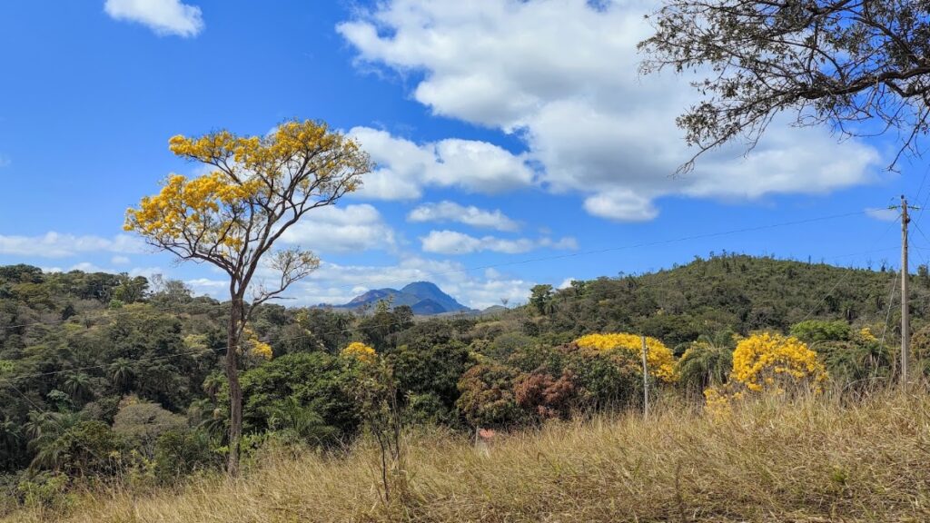 Ipês-amarelos-da-mata floridos