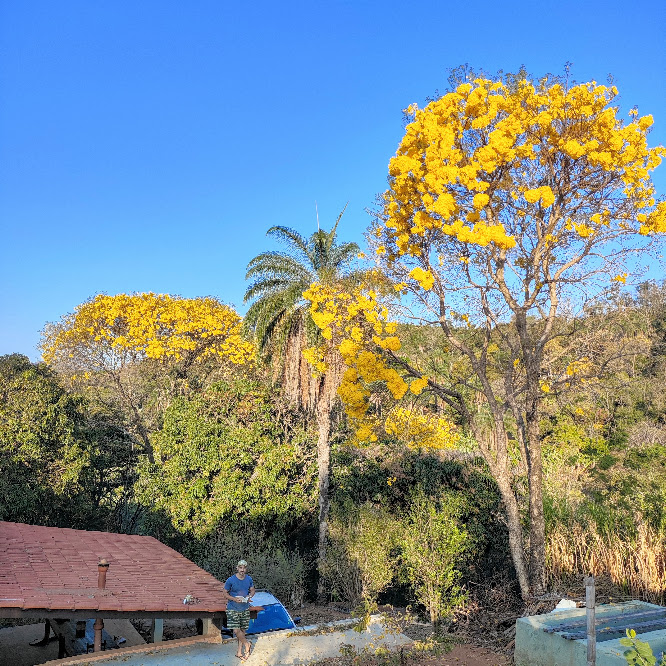Ipês-amarelos-da-mata floridos.