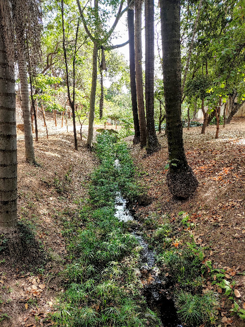 Papiro-sombrinha junto ao córrego primeiro de maio.