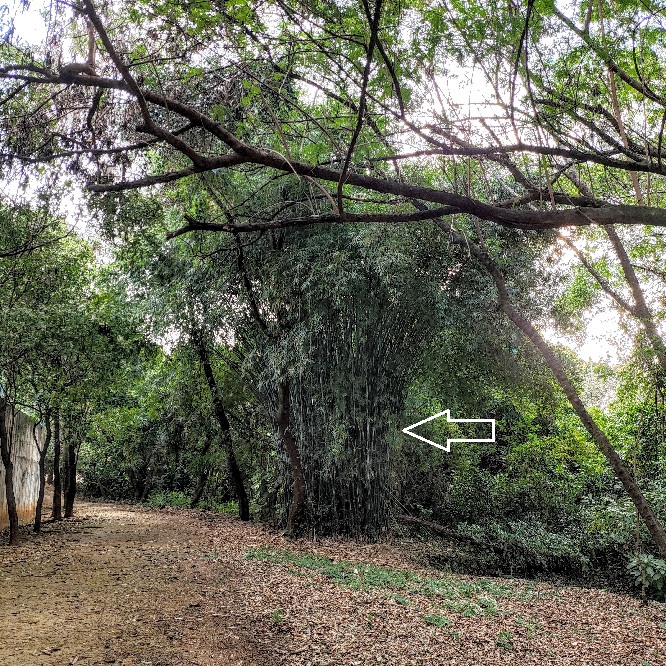 Maciço de bambu-verde.