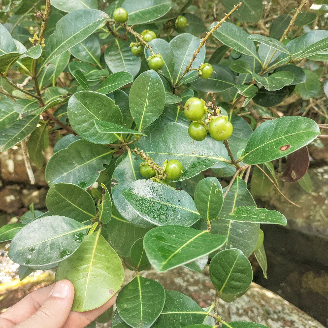 Folhas e frutos do guanandi.