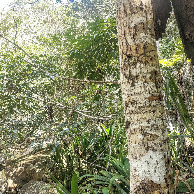 Tronco do guanandi