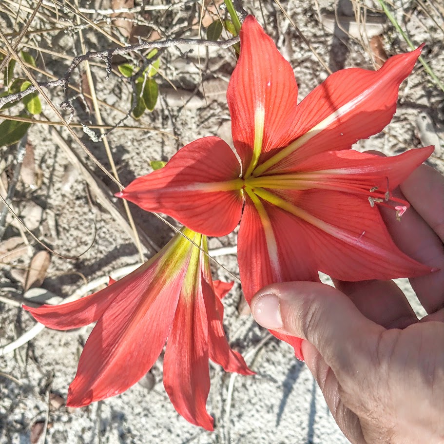Flores da Hippeastrum glaucescens..