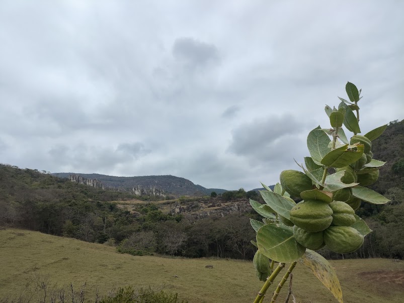 Frutos do algodão-de-seda.