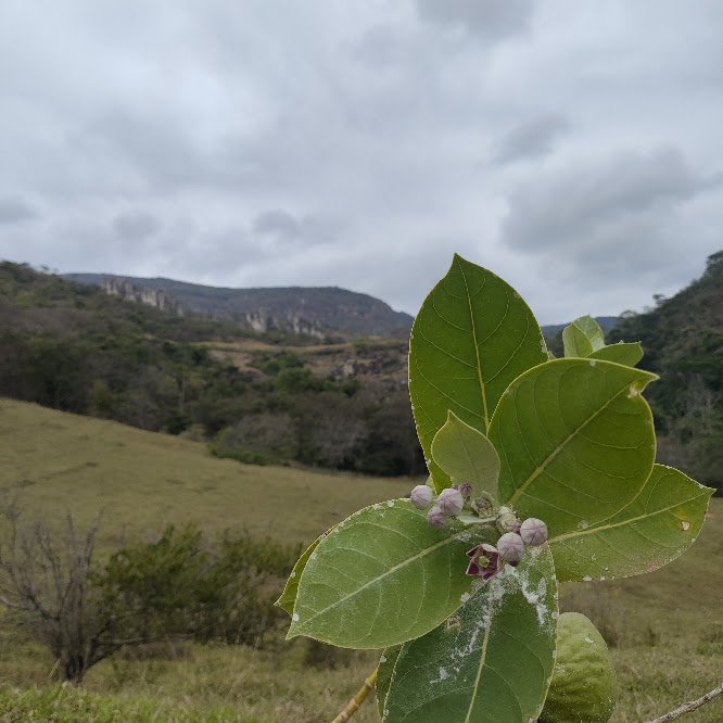 Folhas e flores do algodão-de-seda.