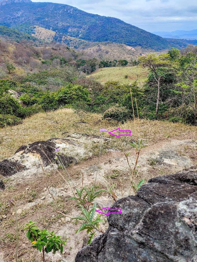 Cinerária-silvestre.