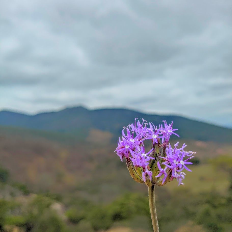 Inflorescência da cinerária-silvestre.