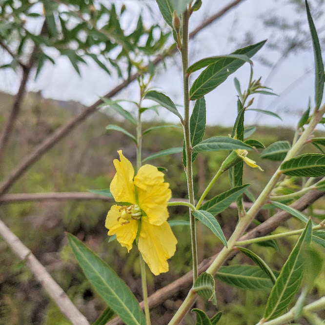 Cruz de malta (Ludwigia octovalvis)