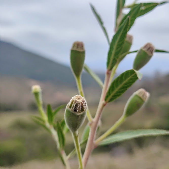 Cruz de malta (Ludwigia octovalvis)