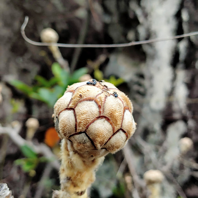 Papel higiênico do cerrado (Wunderlichia azulensis)