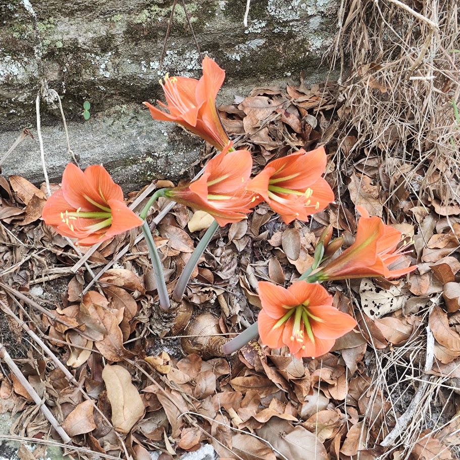 Flores da Hippeastrum glaucescens.