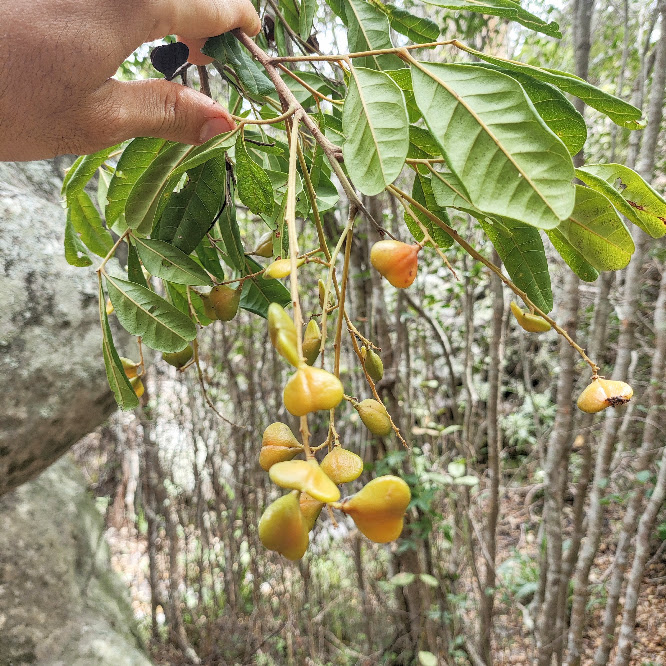 Frutos do camboatá.
