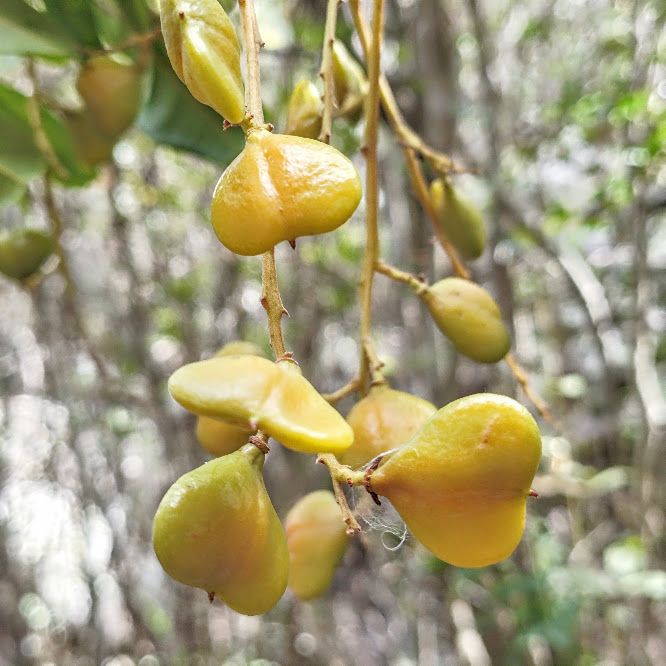 Frutos do camboatá.