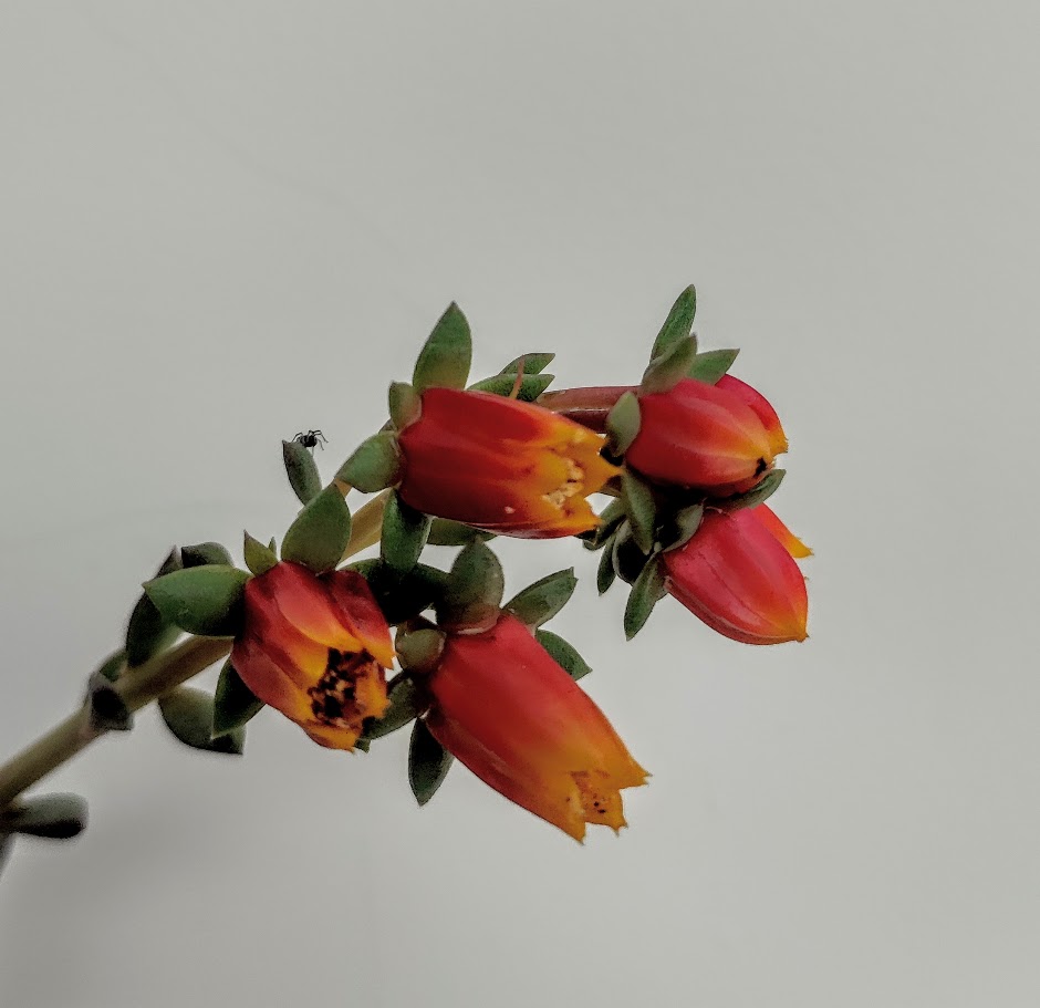Flores da rosa-de-pedra-pendente.