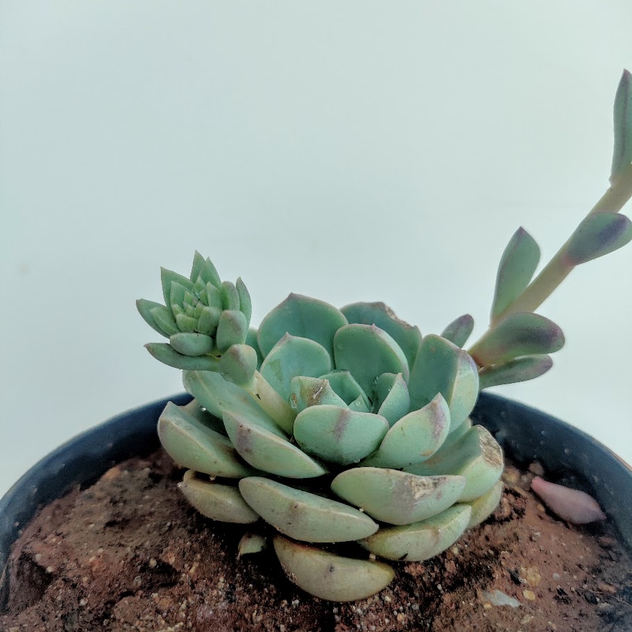 Rosa-de-pedra-pendente em vaso.