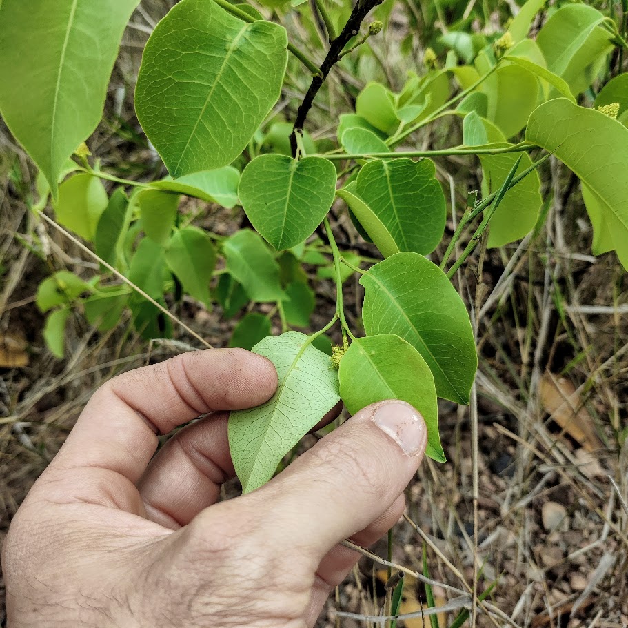 Pinga orvalho (Maprounea guianensis)