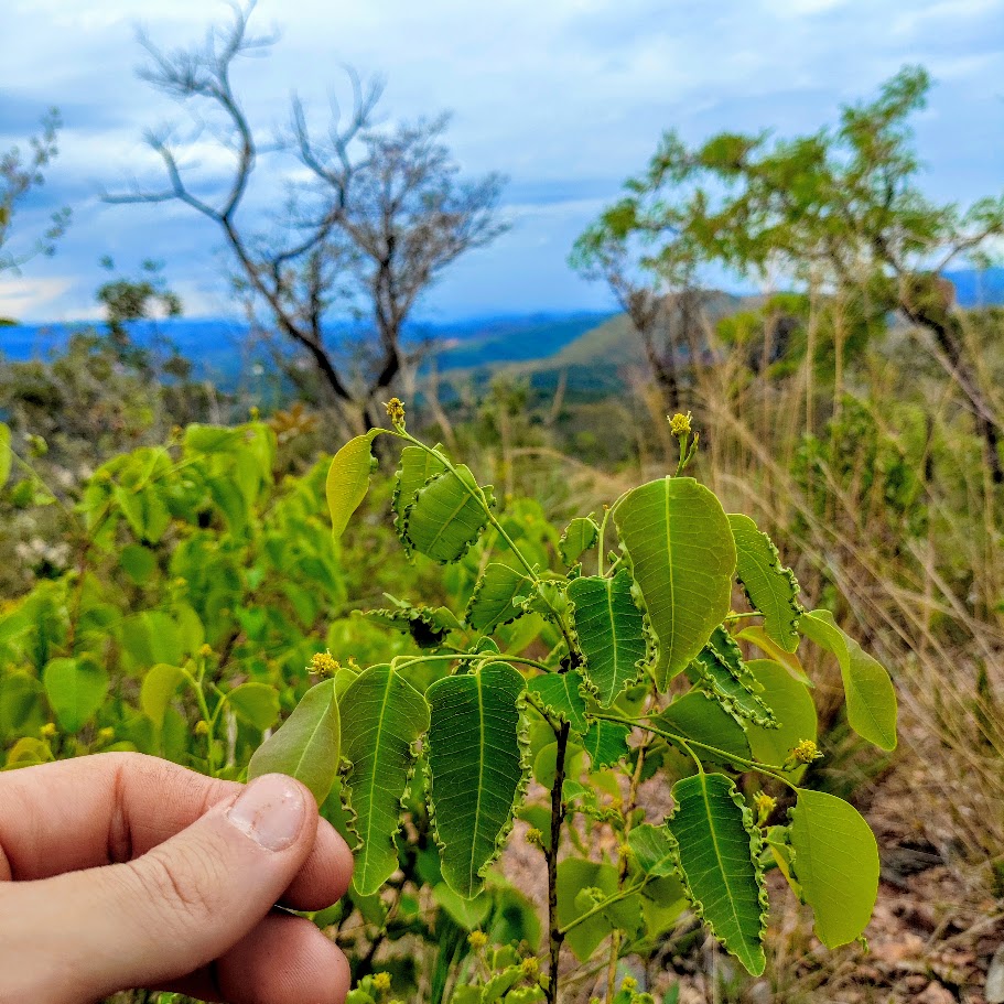 Pinga orvalho (Maprounea guianensis)