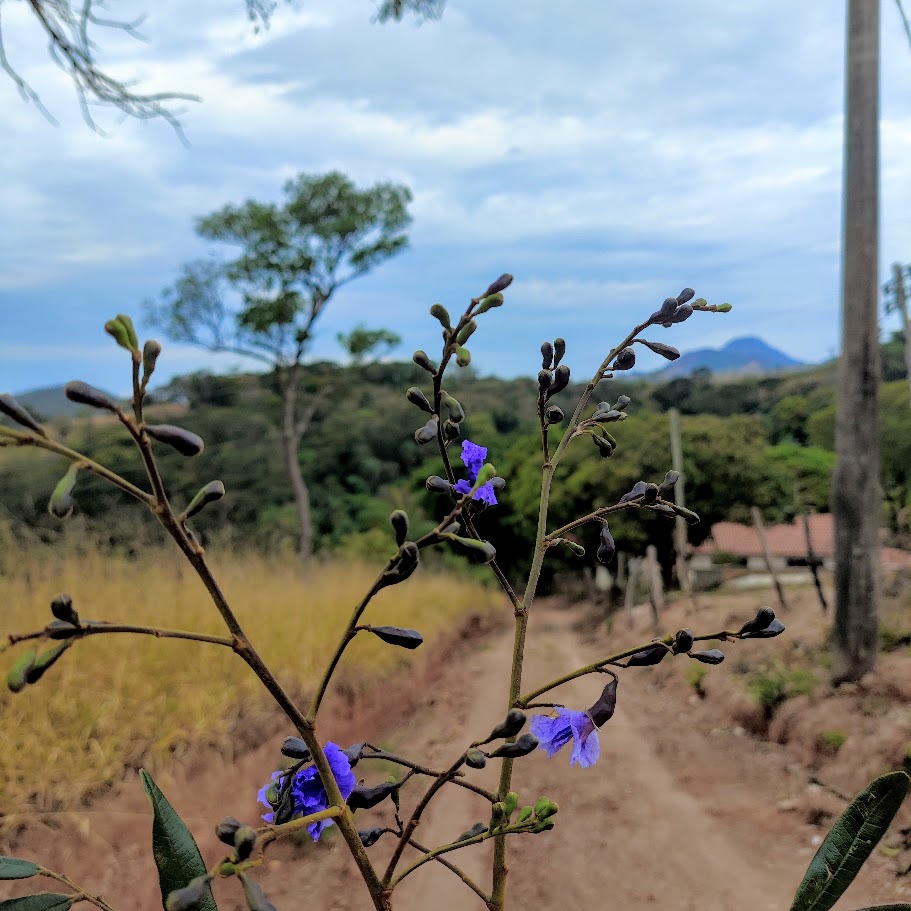 Sucupira do cerrado (Bowdichia virgilioides)