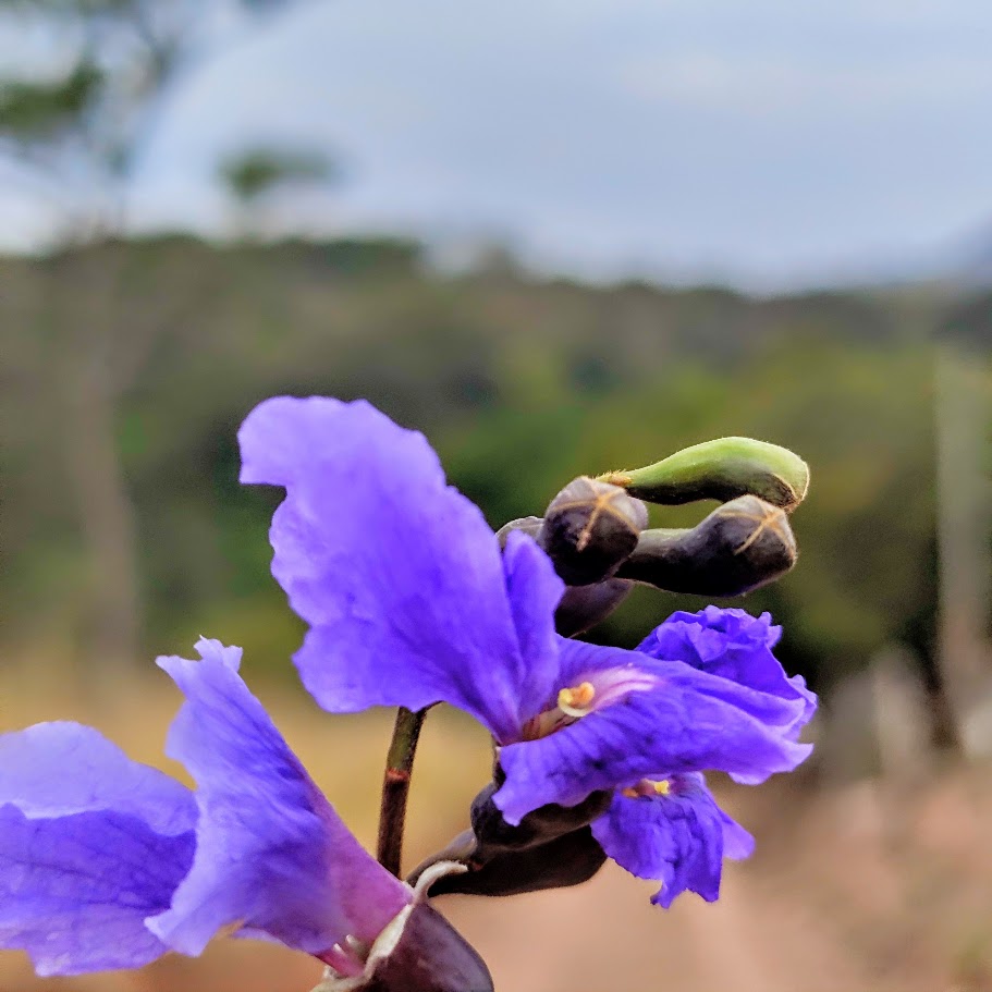 Flor da sucupira-do-cerrado.
