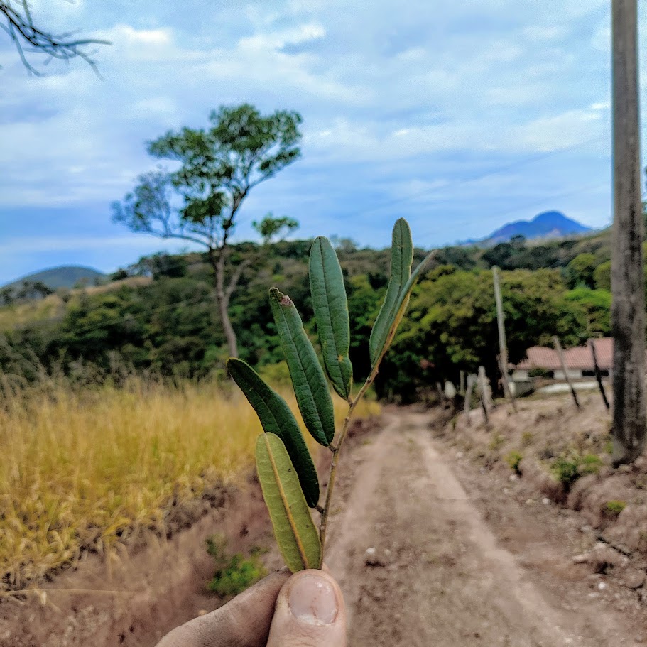 Folíolos da sucupira-do-cerrado.