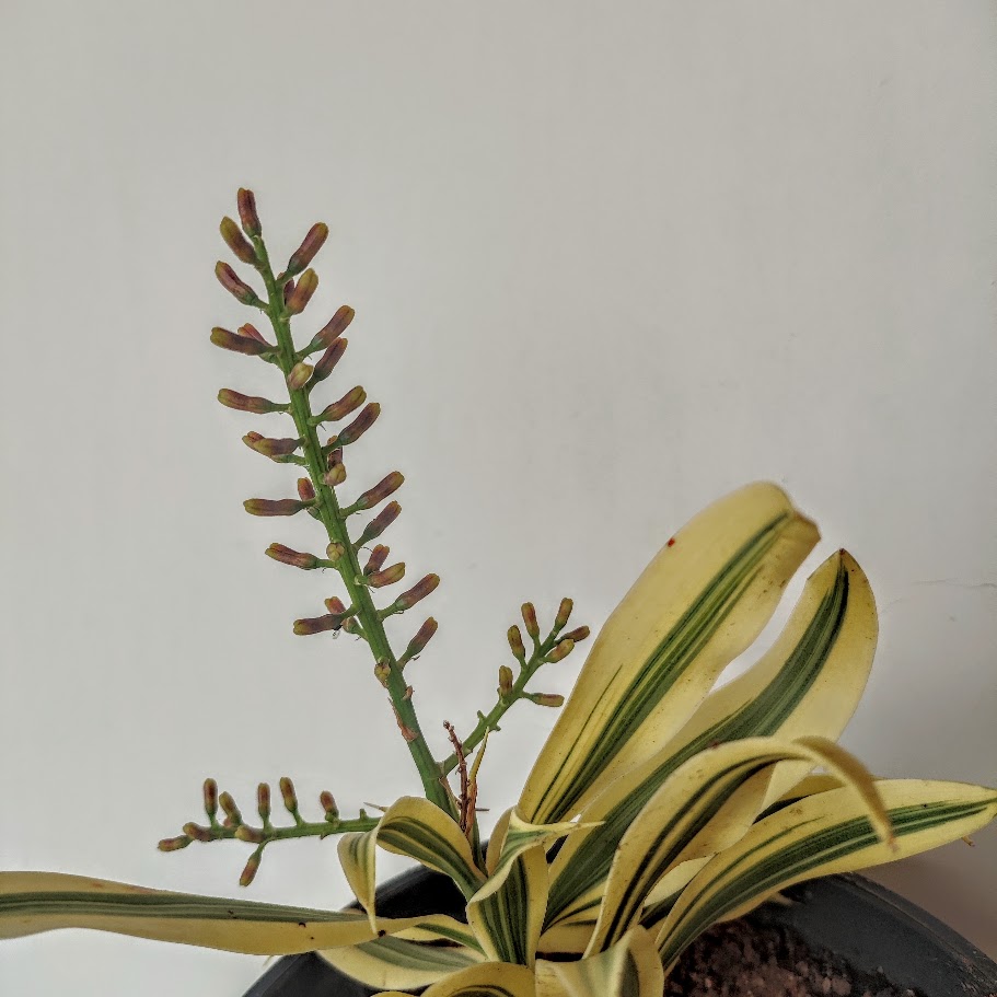 Infloresências da pleomele.