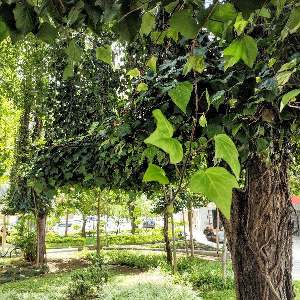Folhas da hera-da-argélia.