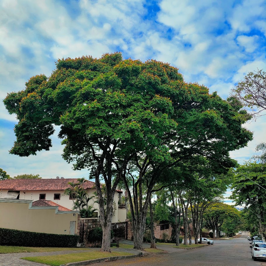 Sibipirunas floridas.