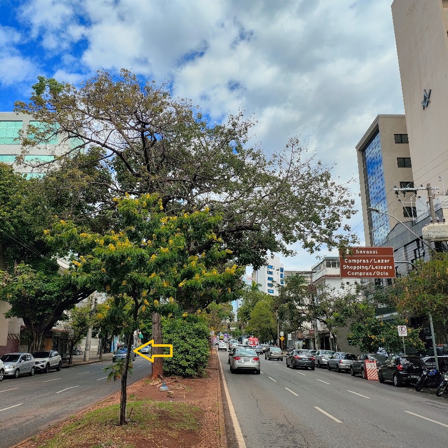 Pau-brasil florido