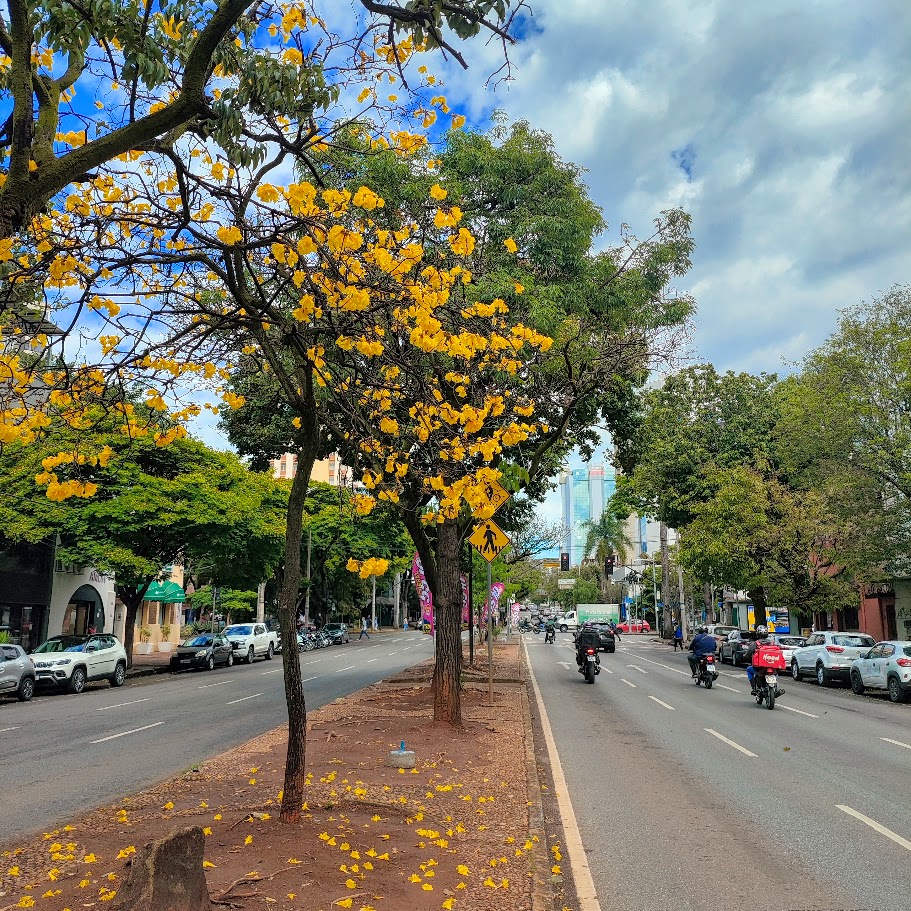 Ipê-amarelo florido.