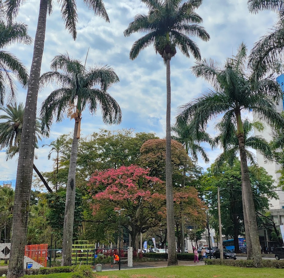 Sapucaia florida