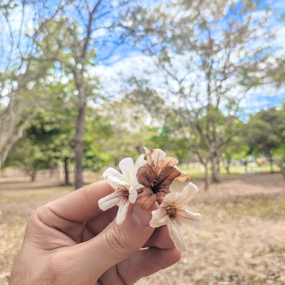 Flores da claraíba.