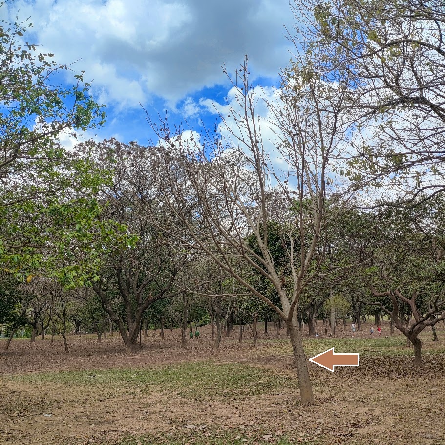 Escova-de-macaco com frutos.