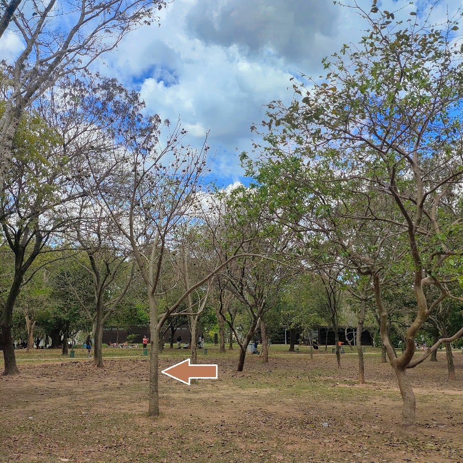 Escova-de-macaco com frutos.