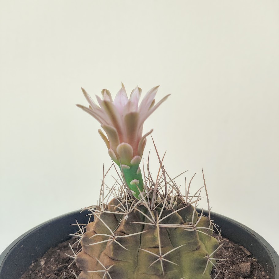 Espinhos e flor do cacto-cabeça-tuberculada.