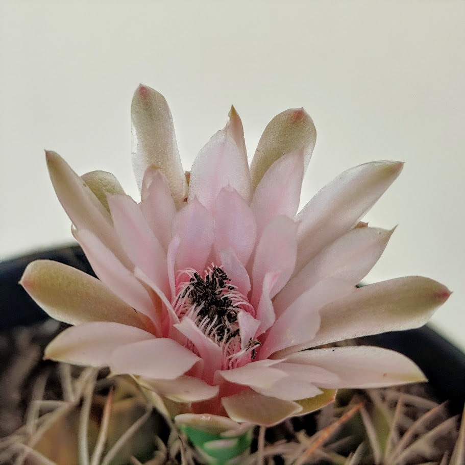 Flor do cacto-cabeça-tuberculada