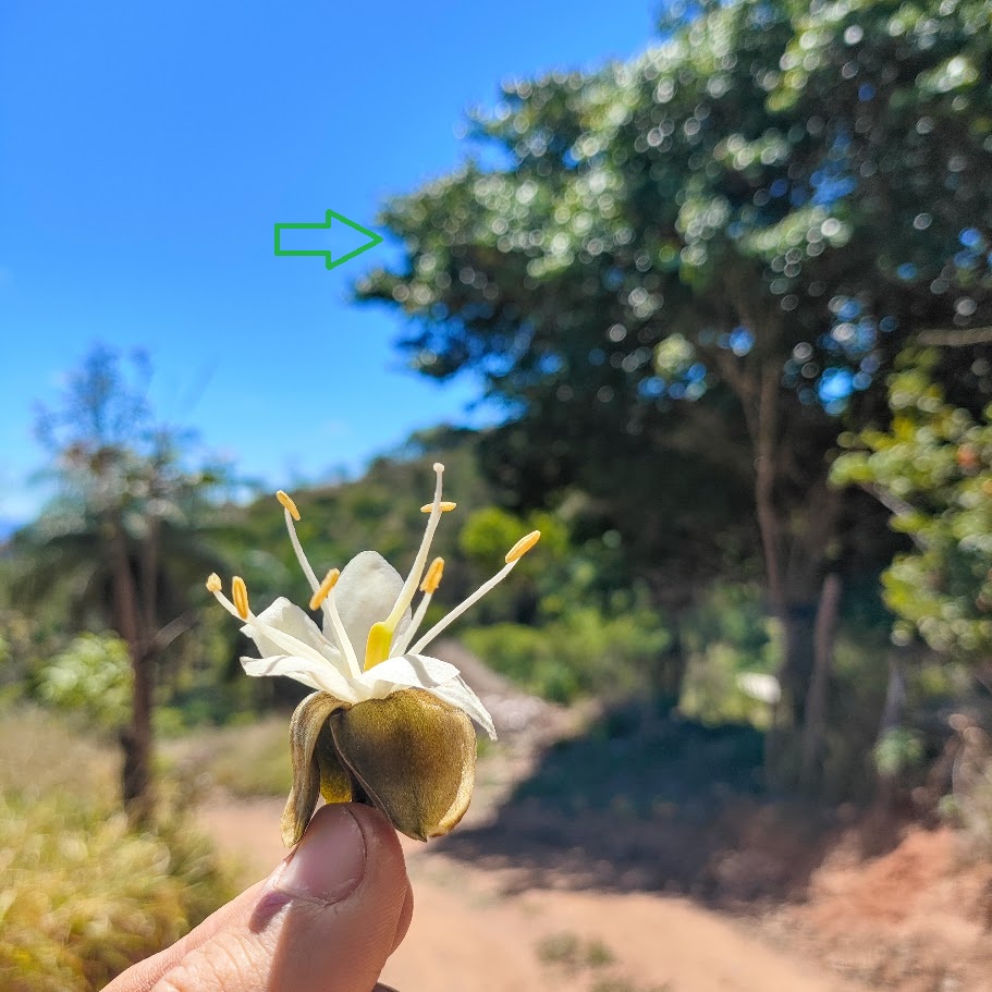 Flor do jatobá.